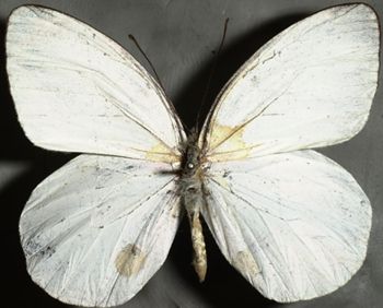 Media type: image;   Entomology 16619 Aspect: habitus dorsal view